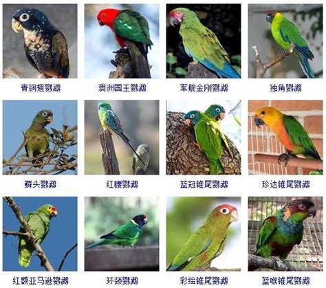 寵物鳥種類